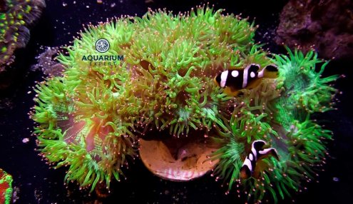Livraison poissons et coraux bientôt disponible